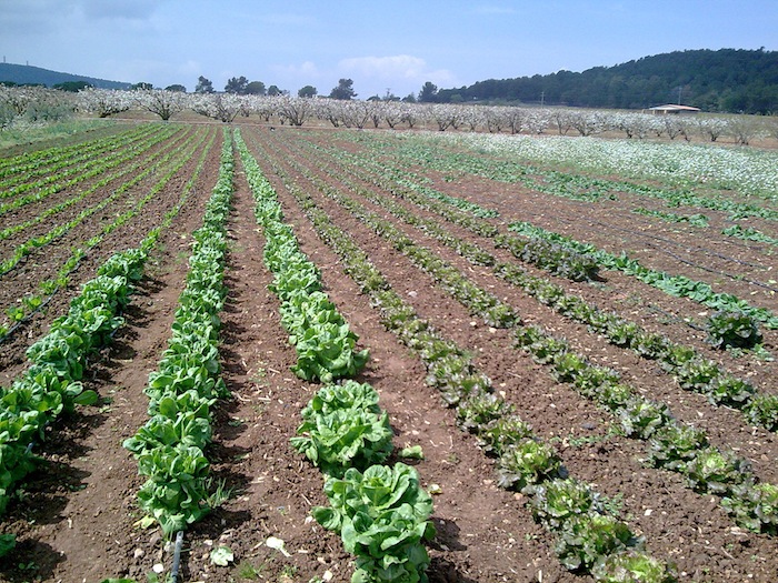 Granja Montmany.