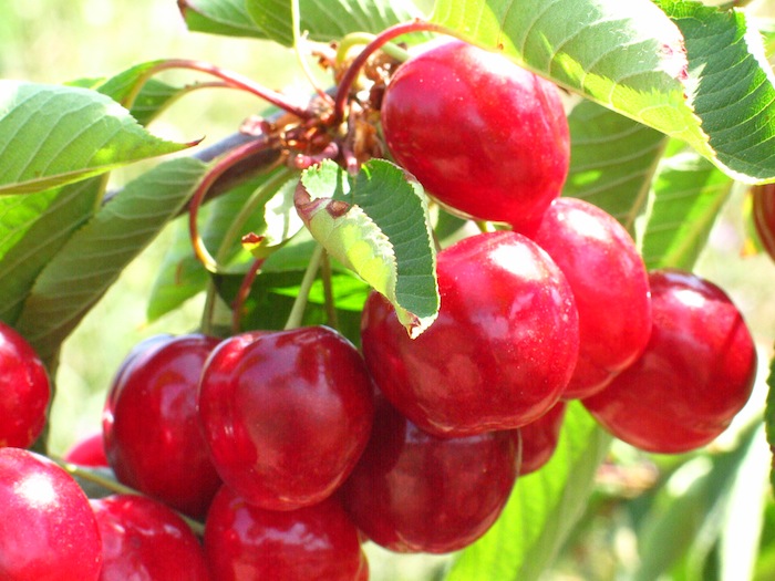 Cerezas de la granja Montmany.