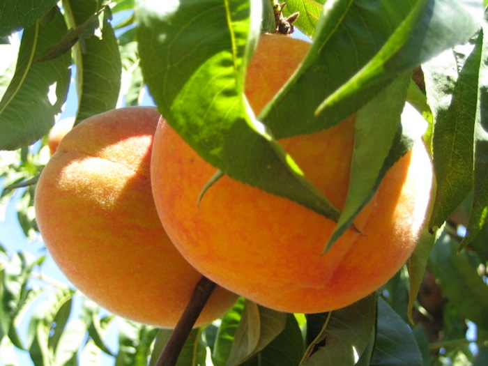 Melocotones de la granja Montmany.